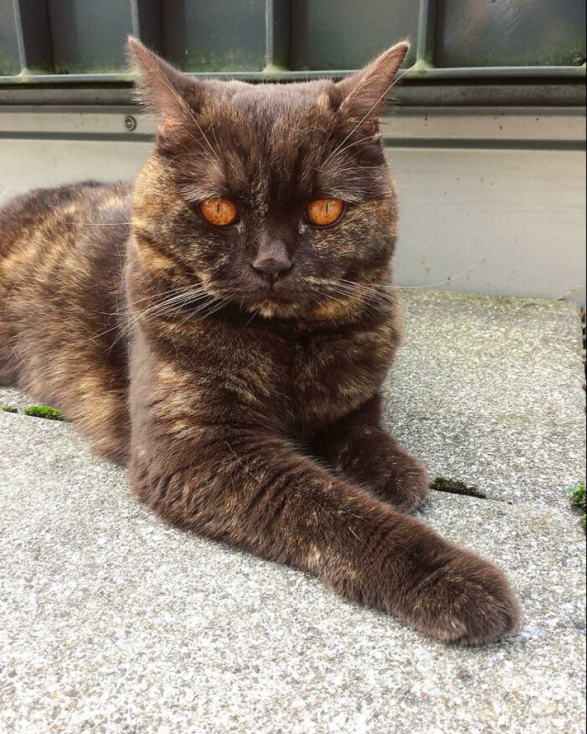 15 Of The Wildest And Cutest Genetic Mutations Ever Spotted In Pets