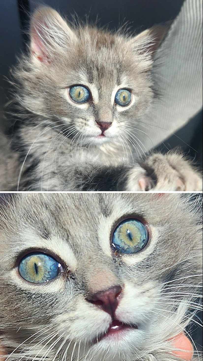 15 Of The Wildest And Cutest Genetic Mutations Ever Spotted In Pets