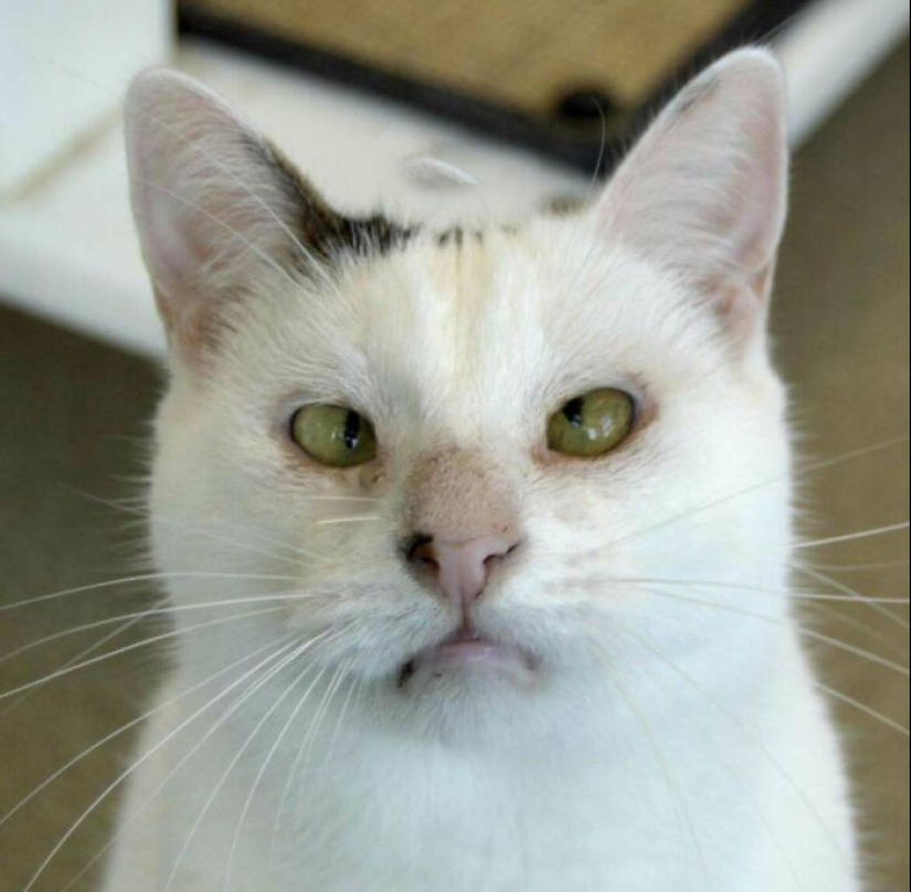 15 Of The Wildest And Cutest Genetic Mutations Ever Spotted In Pets