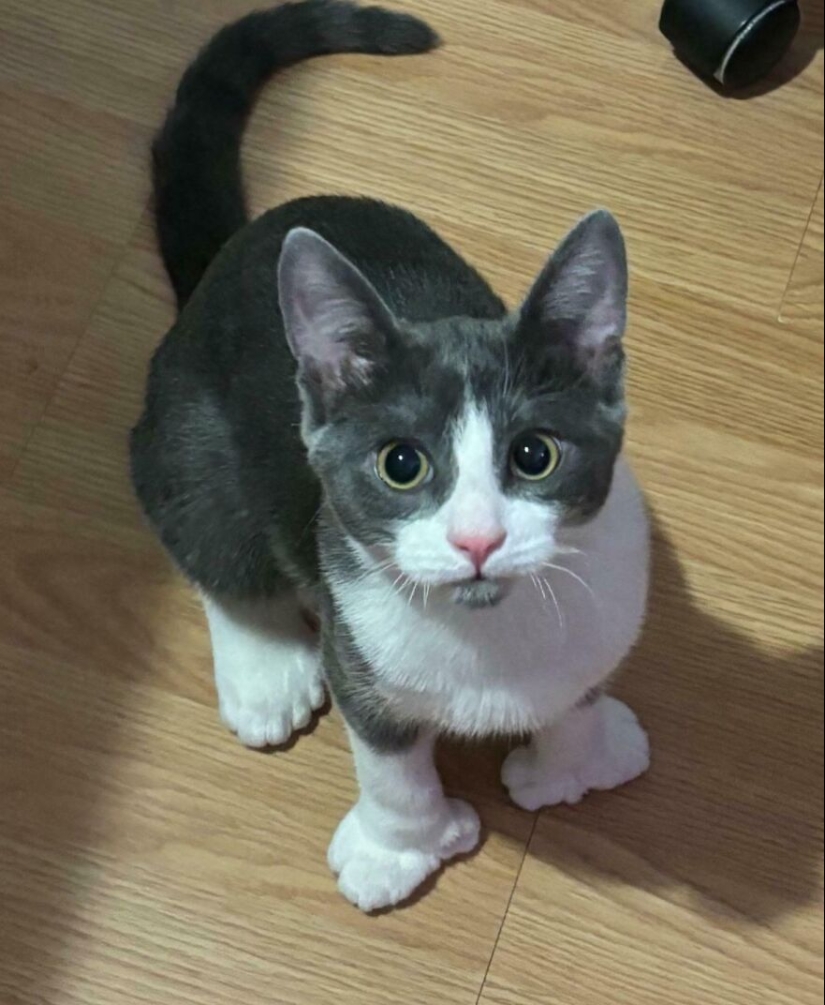 15 Of The Wildest And Cutest Genetic Mutations Ever Spotted In Pets
