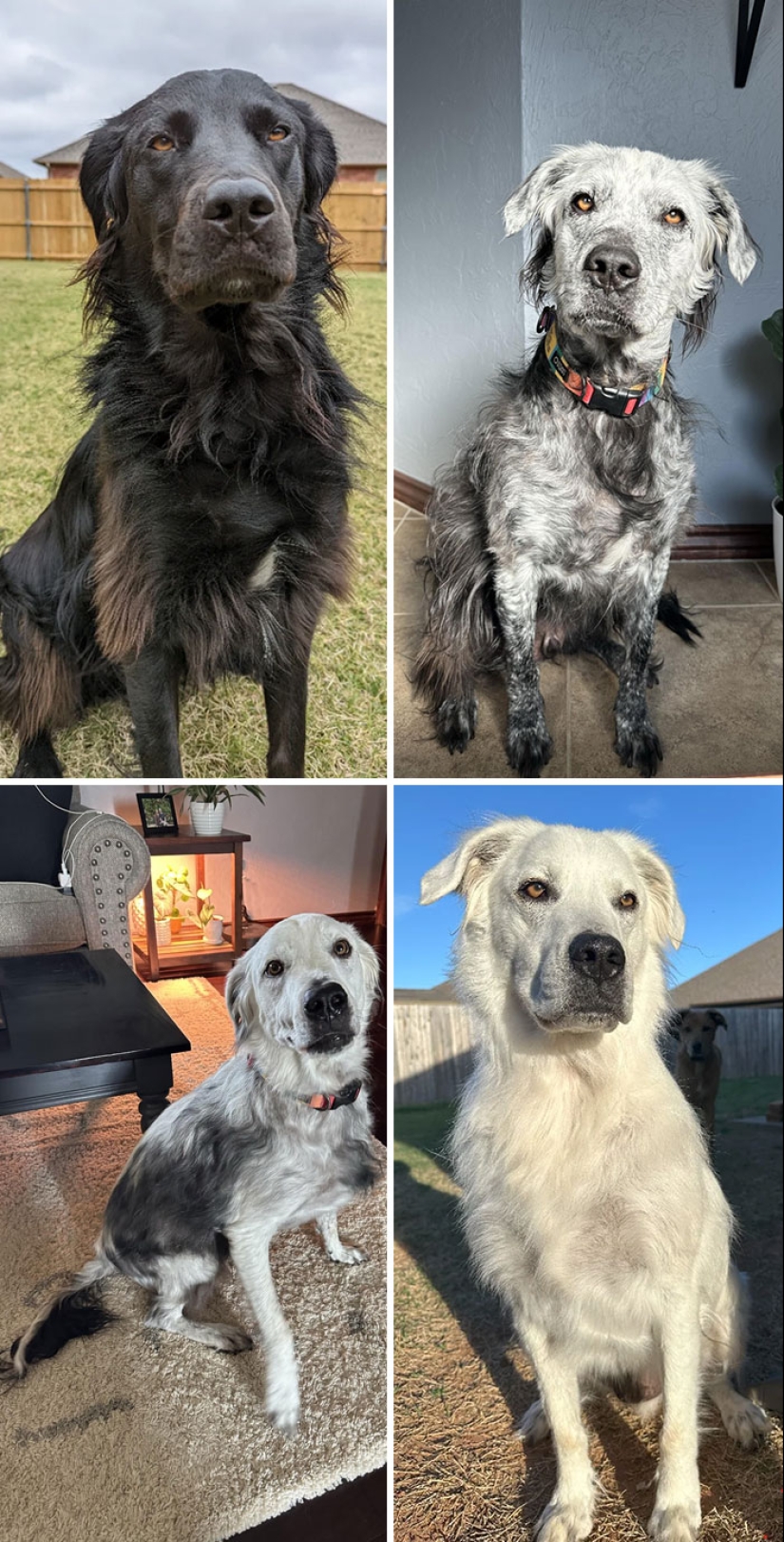 15 Of The Wildest And Cutest Genetic Mutations Ever Spotted In Pets