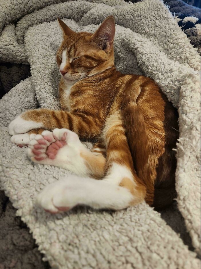 15 Of The Wildest And Cutest Genetic Mutations Ever Spotted In Pets