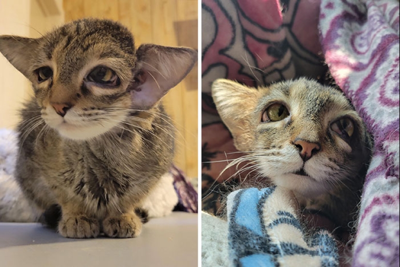 15 Of The Wildest And Cutest Genetic Mutations Ever Spotted In Pets