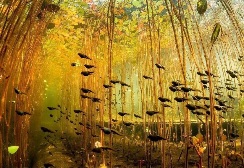 15 photos without photoshop, where reality borders on illusion 15 photos without photoshop, where reality borders on illusion