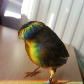 15 Pictures Of Birds That Are Probably Having A Worse Day Than You 15 Pictures Of Birds That Are Probably Having A Worse Day Than You