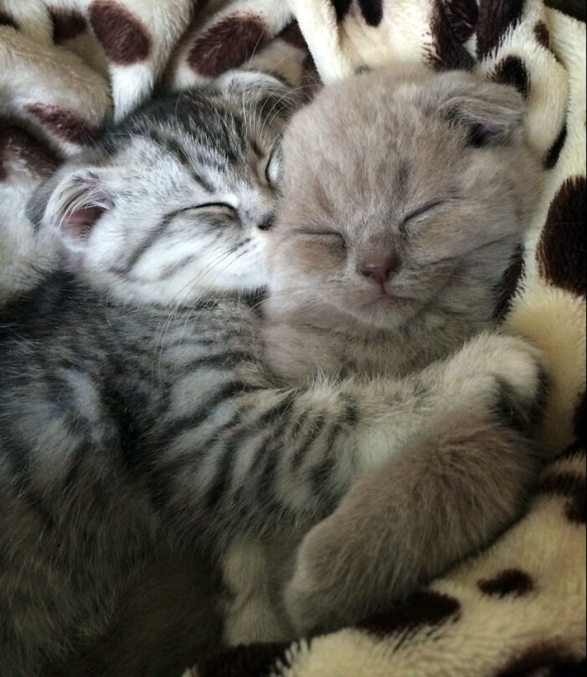 16 Pictures Of Scottish Folds That Are Cuteness Overload