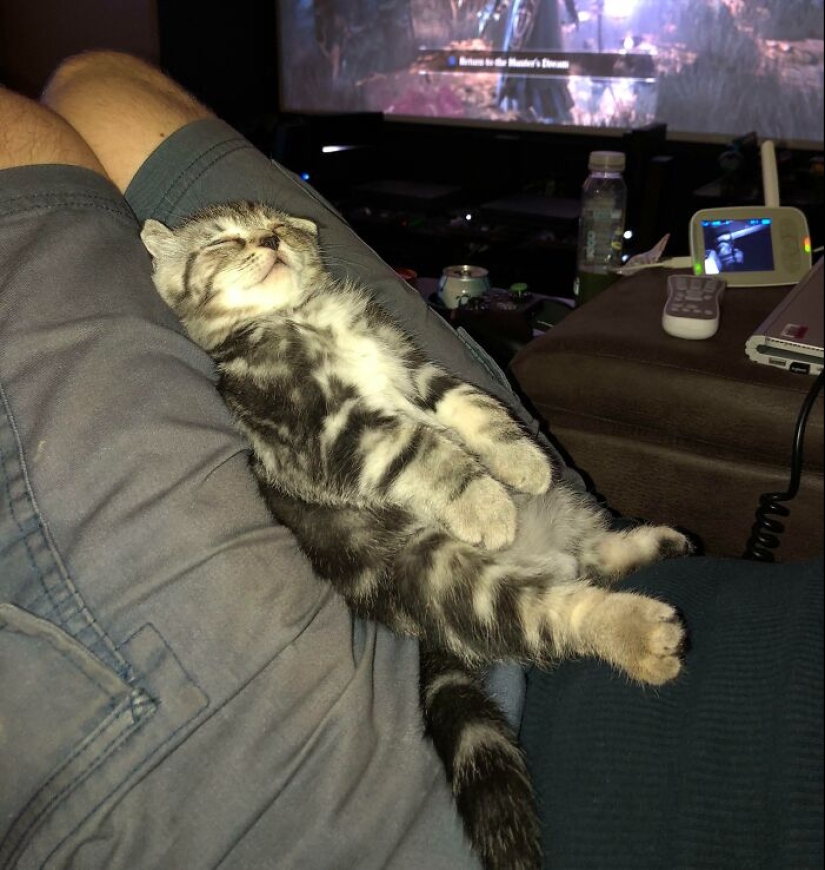 16 Pictures Of Scottish Folds That Are Cuteness Overload