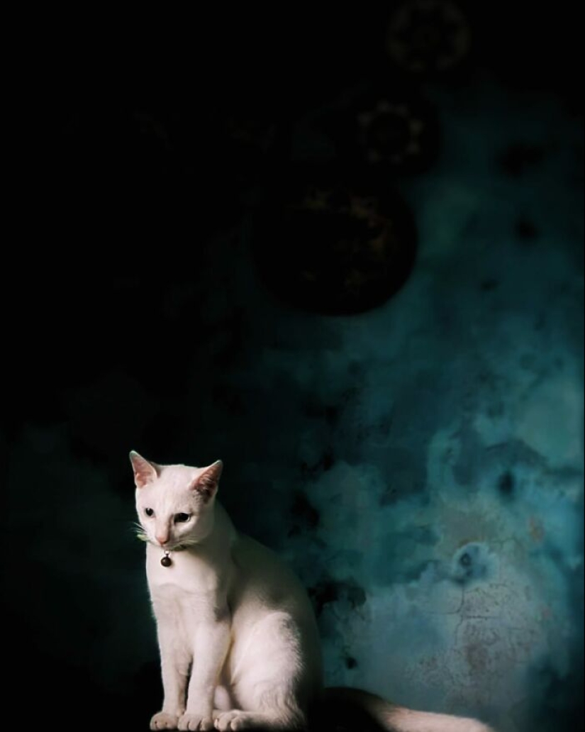 16 Times People Took Pictures Of Their Cats, Only To Realize It Was ‘Accidental Renaissance’ 16 Times People Took Pictures Of Their Cats, Only To Realize It Was ‘Accidental Renaissance’