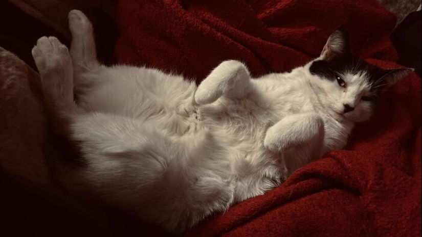 16 Times People Took Pictures Of Their Cats, Only To Realize It Was ‘Accidental Renaissance’ 16 Times People Took Pictures Of Their Cats, Only To Realize It Was ‘Accidental Renaissance’