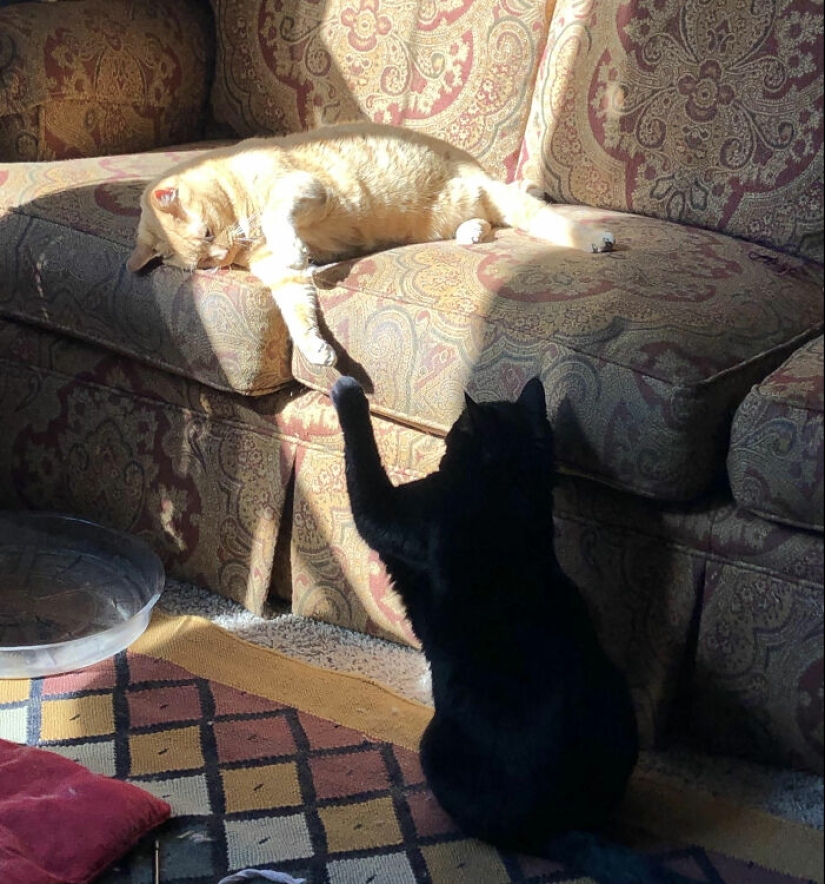 16 Times People Took Pictures Of Their Cats, Only To Realize It Was ‘Accidental Renaissance’ 16 Times People Took Pictures Of Their Cats, Only To Realize It Was ‘Accidental Renaissance’