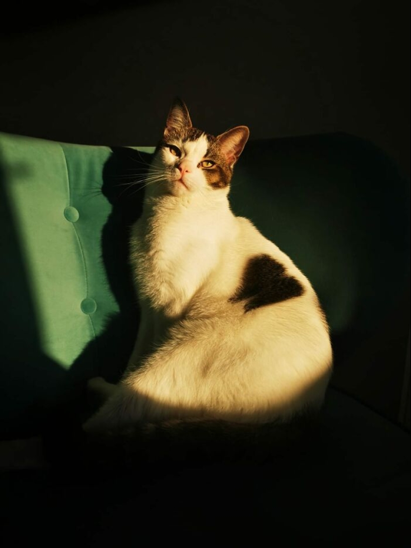 16 Times People Took Pictures Of Their Cats, Only To Realize It Was ‘Accidental Renaissance’ 16 Times People Took Pictures Of Their Cats, Only To Realize It Was ‘Accidental Renaissance’