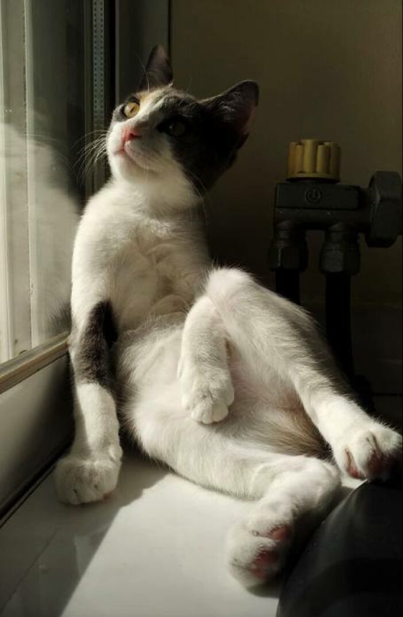 16 Times People Took Pictures Of Their Cats, Only To Realize It Was ‘Accidental Renaissance’ 16 Times People Took Pictures Of Their Cats, Only To Realize It Was ‘Accidental Renaissance’