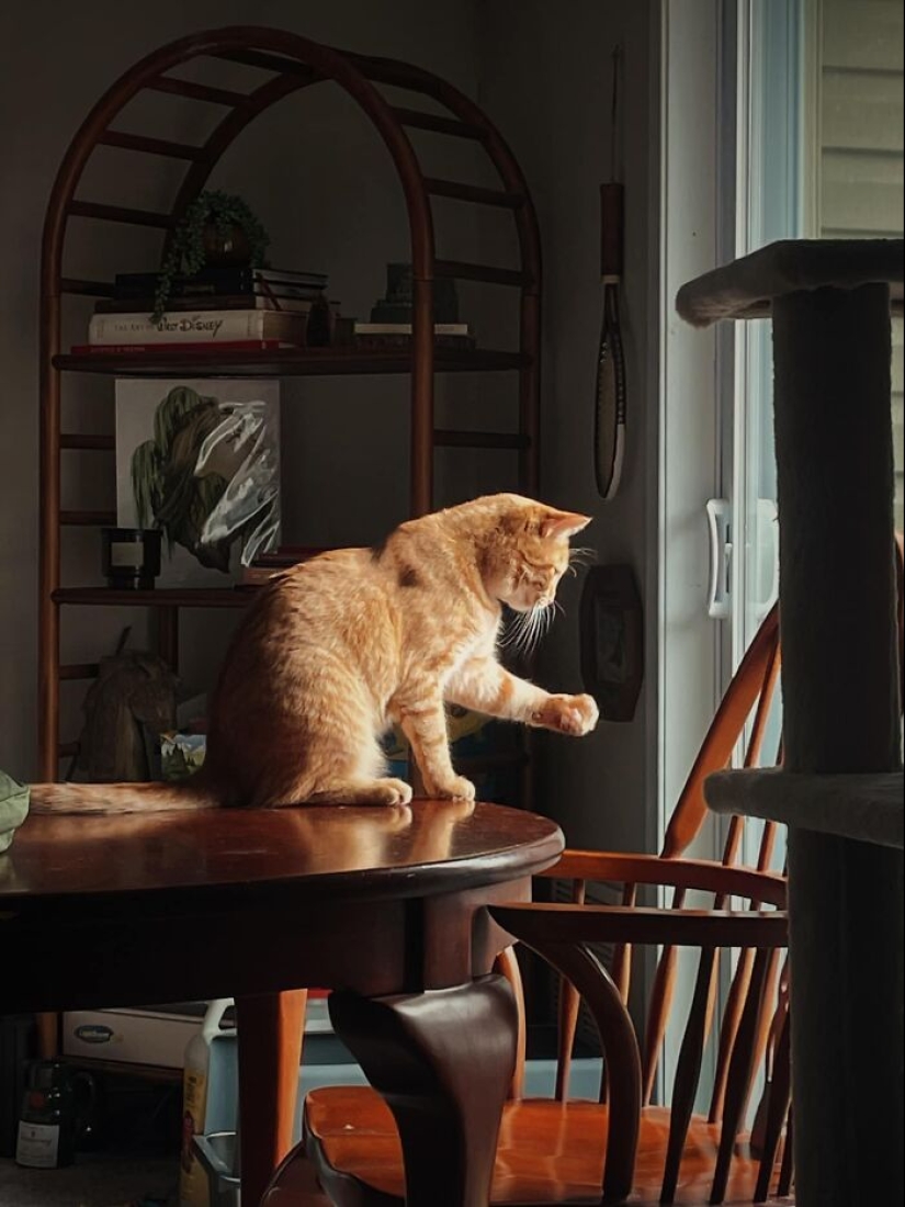 16 Times People Took Pictures Of Their Cats, Only To Realize It Was ‘Accidental Renaissance’ 16 Times People Took Pictures Of Their Cats, Only To Realize It Was ‘Accidental Renaissance’