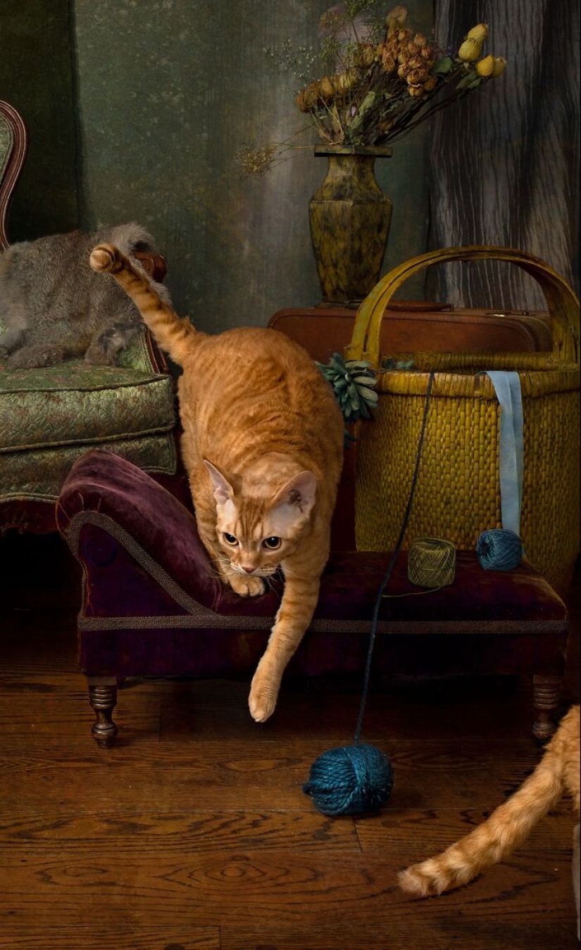 16 Times People Took Pictures Of Their Cats, Only To Realize It Was ‘Accidental Renaissance’ 16 Times People Took Pictures Of Their Cats, Only To Realize It Was ‘Accidental Renaissance’