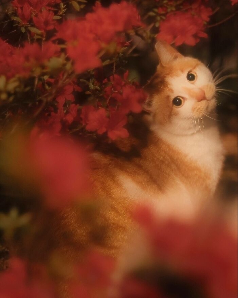 16 veces que la gente tomó fotografías de sus gatos, solo para darse cuenta de que era un 'renacimiento accidental' 16 veces que la gente tomó fotografías de sus gatos, solo para darse cuenta de que era un 'renacimiento accidental'