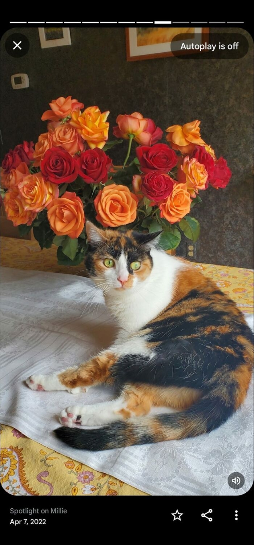 16 veces que la gente tomó fotografías de sus gatos, solo para darse cuenta de que era un 'renacimiento accidental' 16 veces que la gente tomó fotografías de sus gatos, solo para darse cuenta de que era un 'renacimiento accidental'