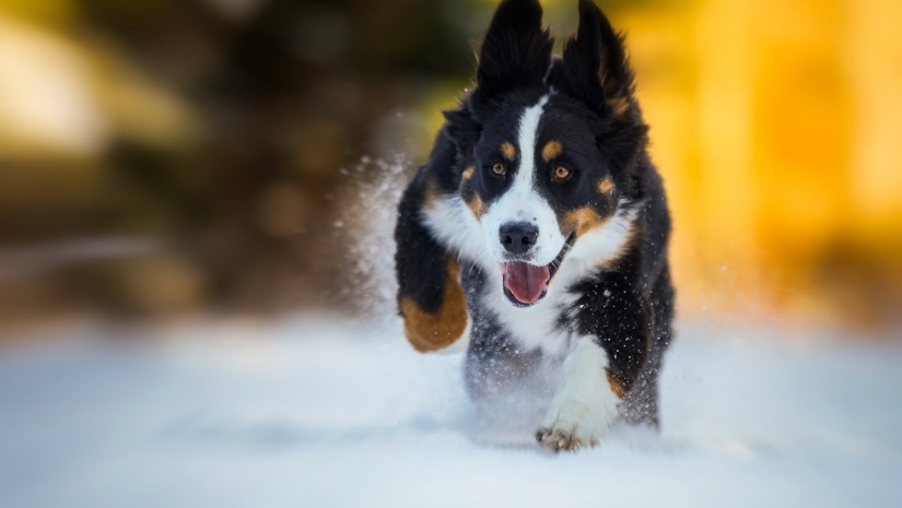 17 damn cute gifs with dogs who love snow very much 17 damn cute gifs with dogs who love snow very much