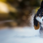 17 damn cute gifs with dogs who love snow very much