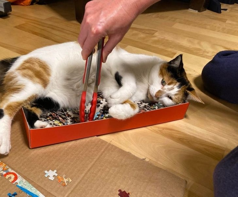 19 amantes de los gatos que saben llevarse bien con sus mascotas