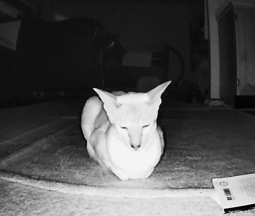 19 amantes de los gatos que saben llevarse bien con sus mascotas