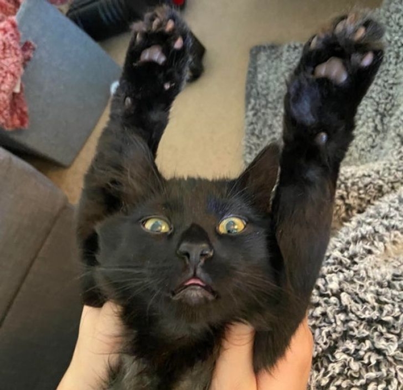 19 amantes de los gatos que saben llevarse bien con sus mascotas