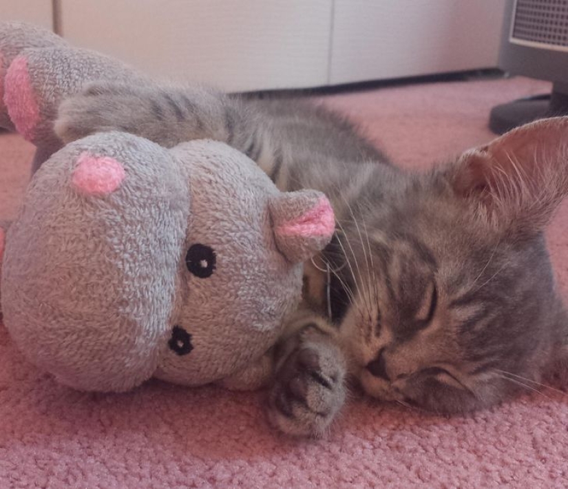 19 amantes de los gatos que saben llevarse bien con sus mascotas