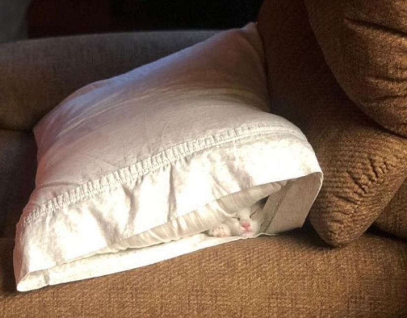 19 amantes de los gatos que saben llevarse bien con sus mascotas