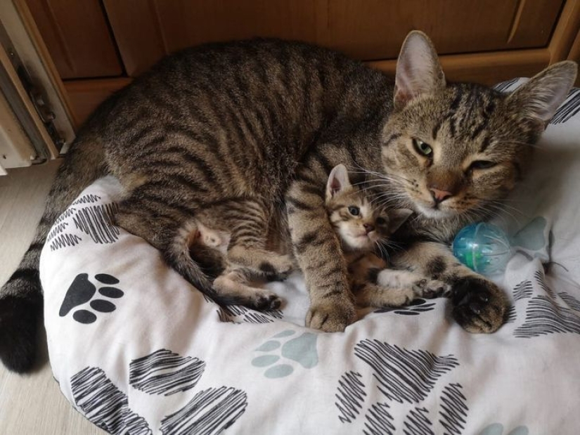 19 amantes de los gatos que saben llevarse bien con sus mascotas