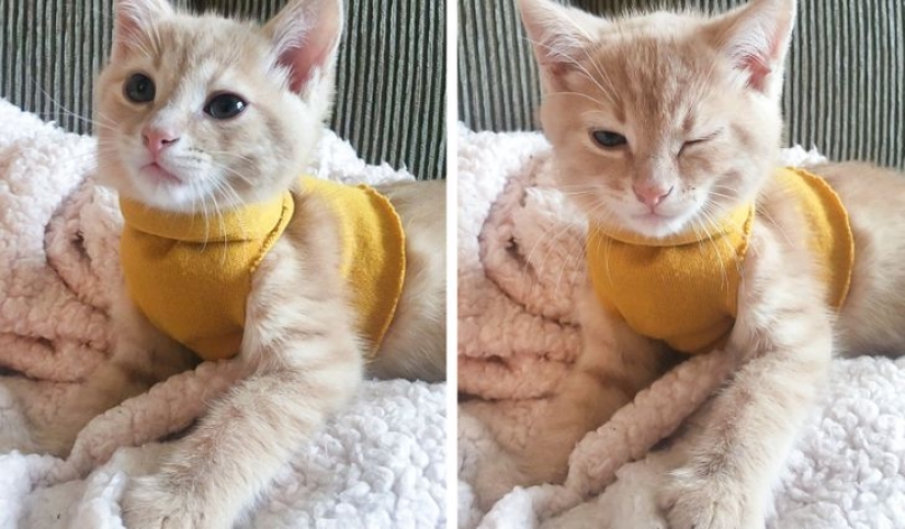 19 amantes de los gatos que saben llevarse bien con sus mascotas