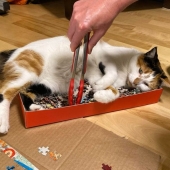 19 amantes de los gatos que saben llevarse bien con sus mascotas