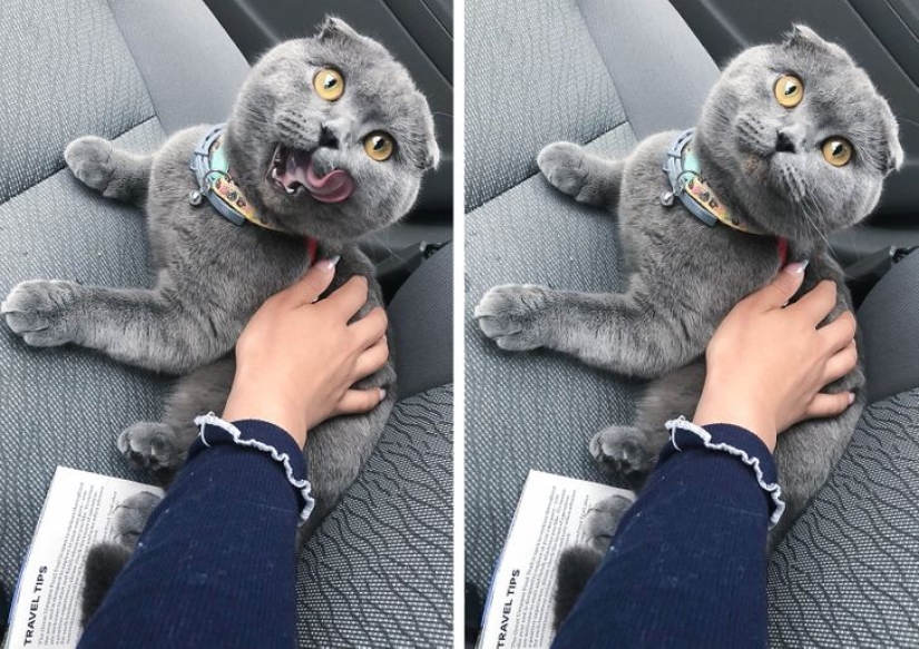 19 amantes de los gatos que saben llevarse bien con sus mascotas