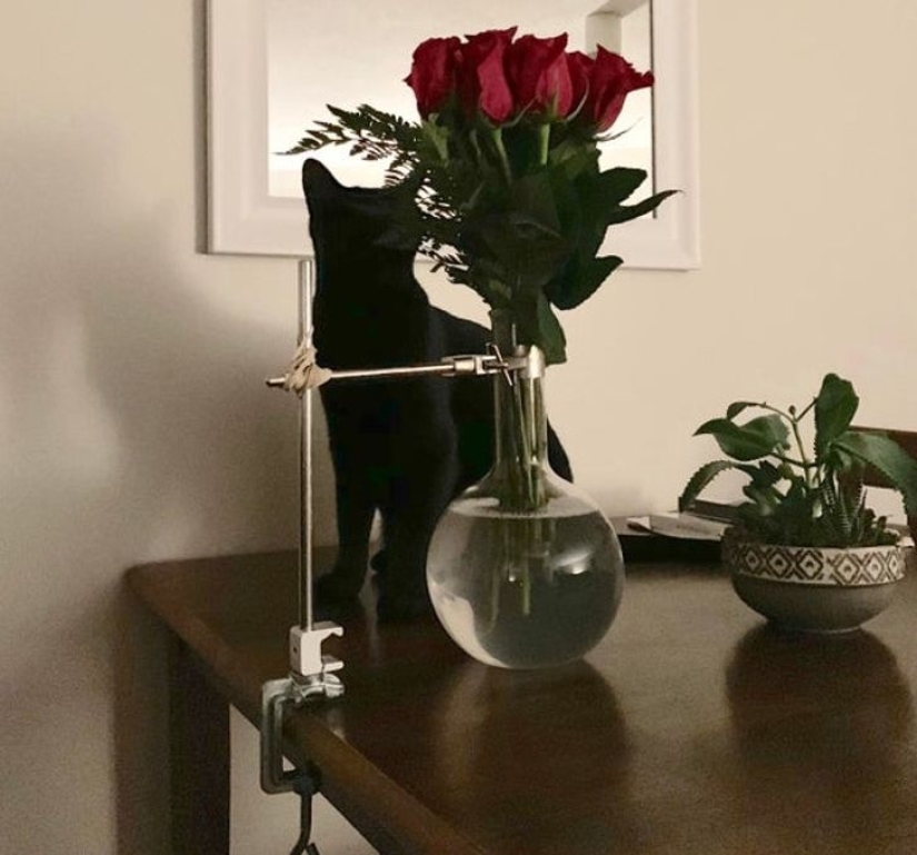 19 amantes de los gatos que saben llevarse bien con sus mascotas