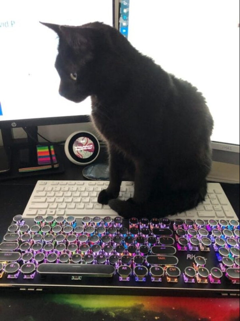 19 amantes de los gatos que saben llevarse bien con sus mascotas