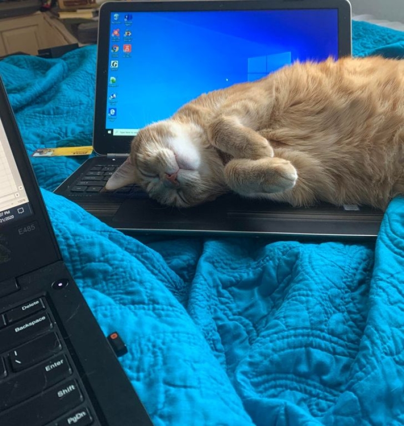 19 amantes de los gatos que saben llevarse bien con sus mascotas