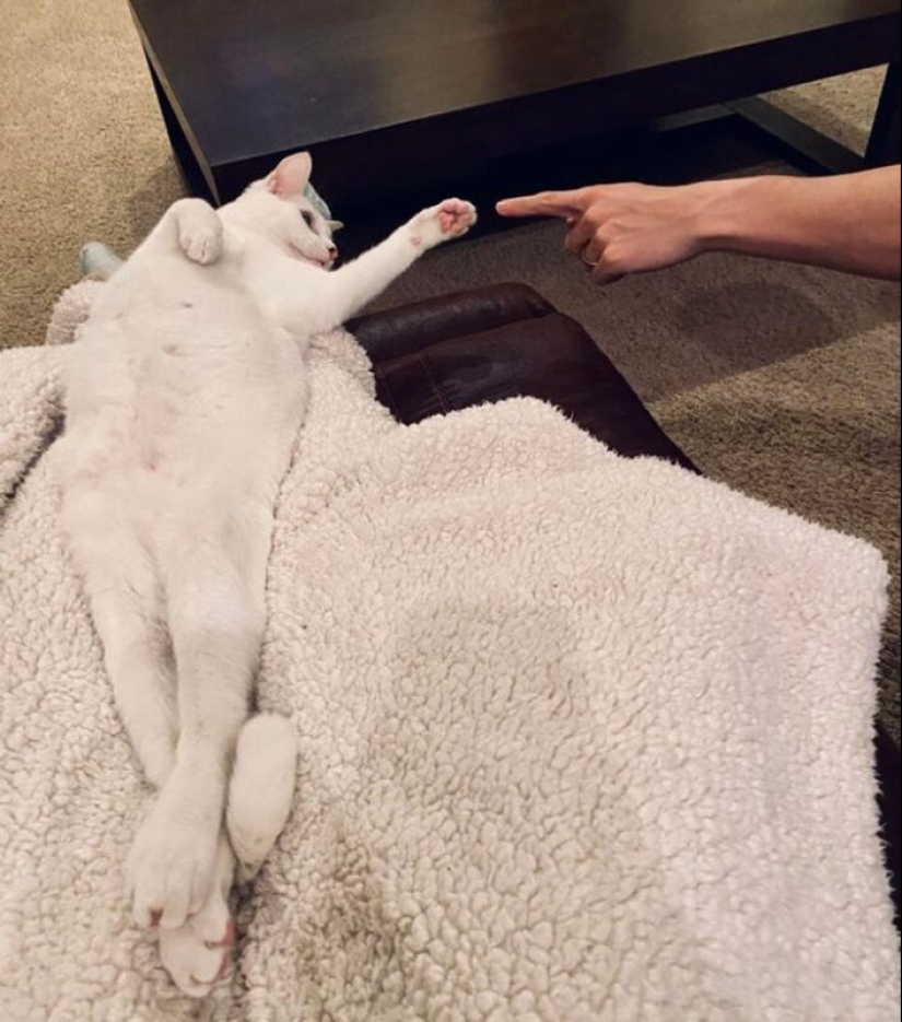 19 amantes de los gatos que saben llevarse bien con sus mascotas