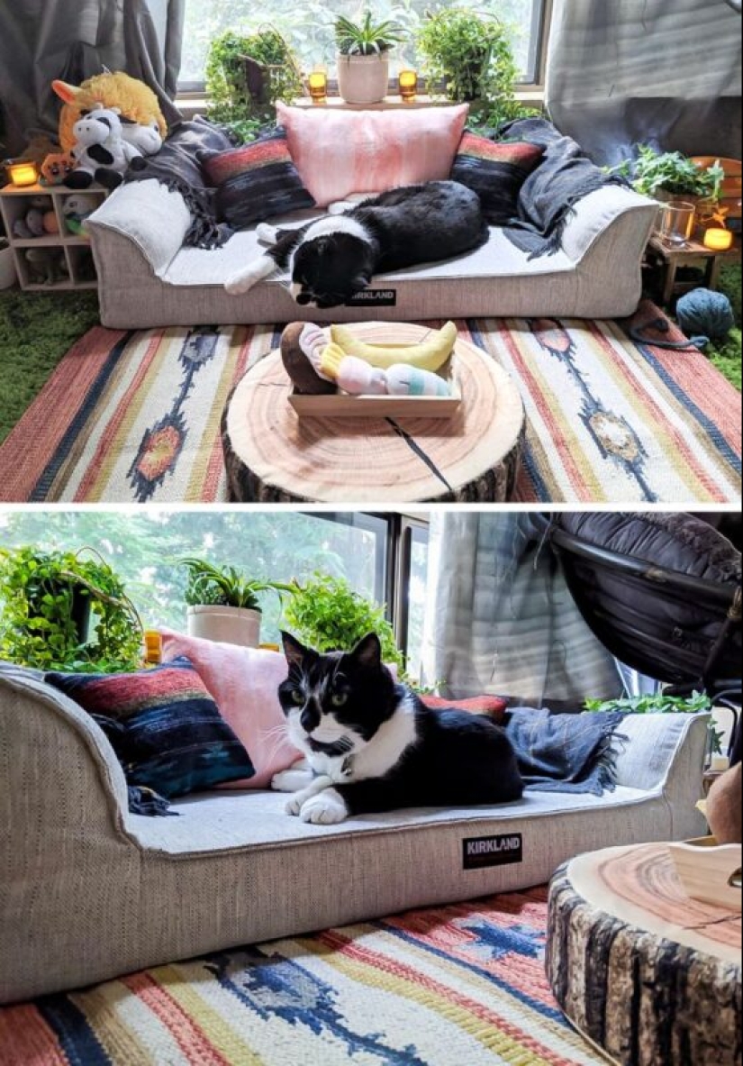 19 cat lovers who know how to get along with their pets