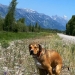 19 imágenes “hermosas” y divertidas de perros haciendo sus necesidades en los lugares más impresionantes 19 imágenes “hermosas” y divertidas de perros haciendo sus necesidades en los lugares más impresionantes