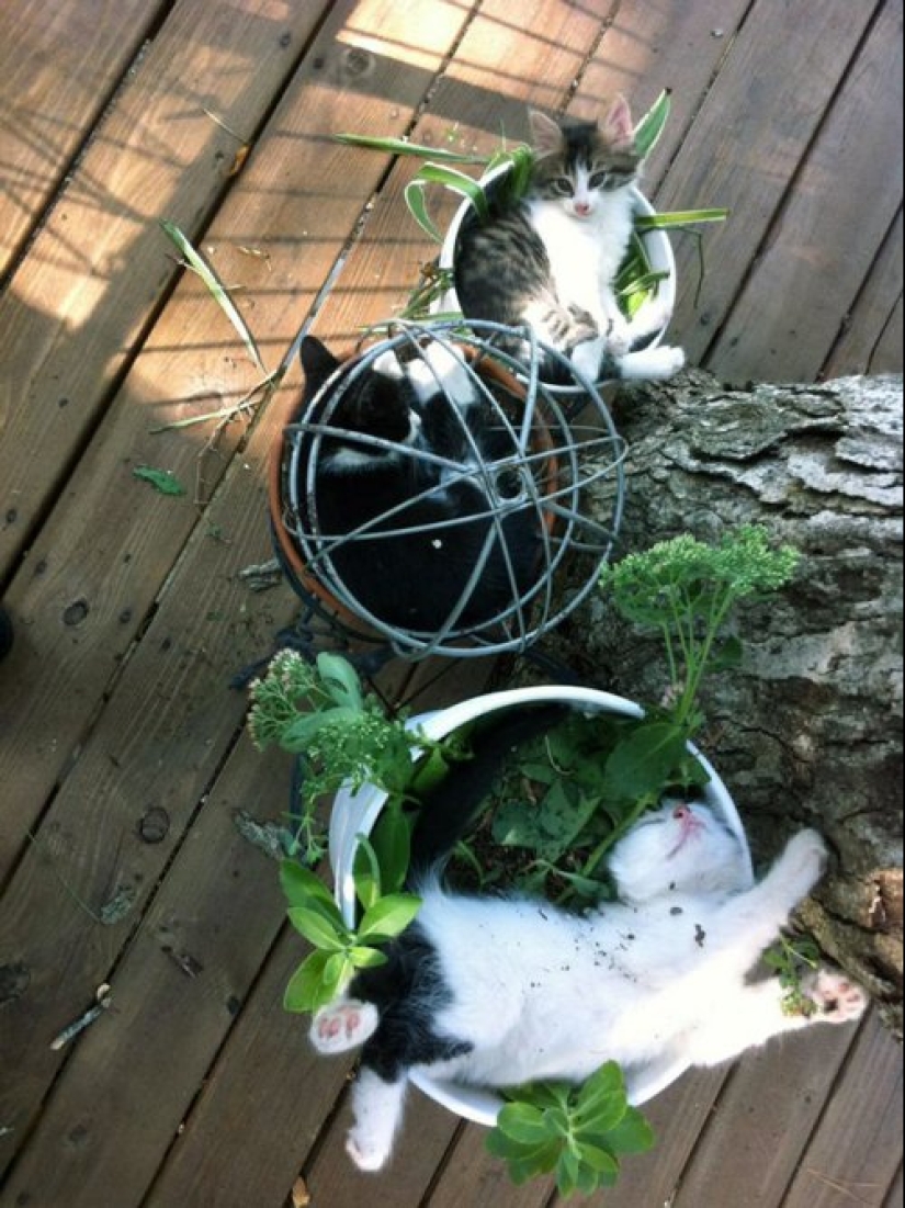 20 cat plants that require petting and eating
