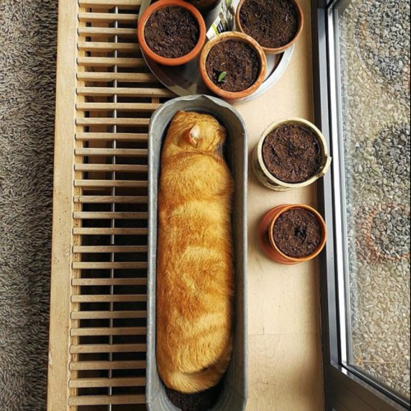 20 cat plants that require petting and eating