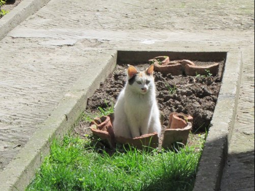 20 cat plants that require petting and eating
