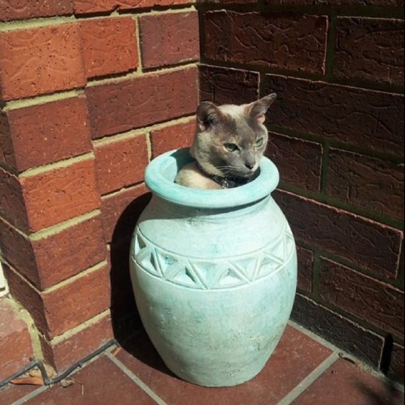 20 cat plants that require petting and eating