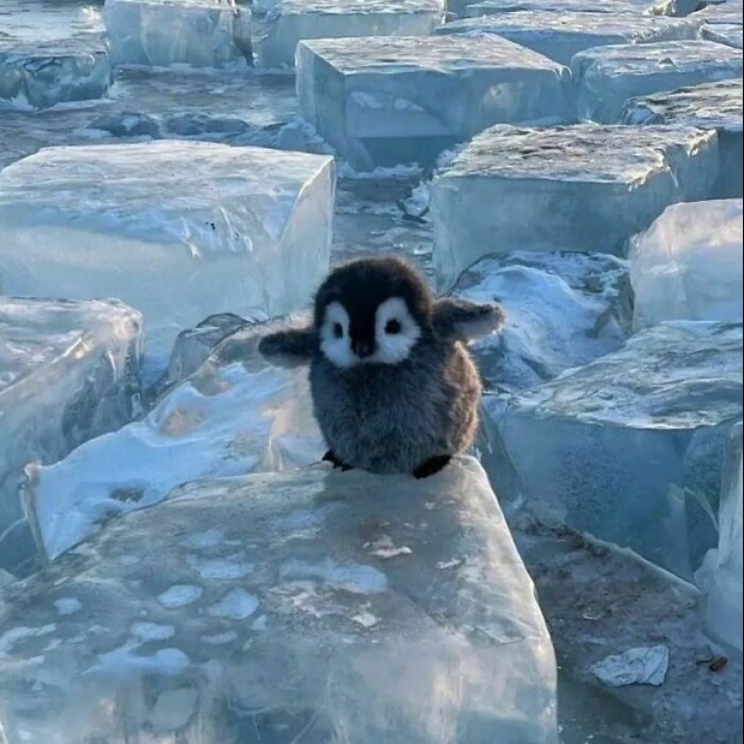 20 Delightfully Random Photos To Make Your Day A Little Brighter