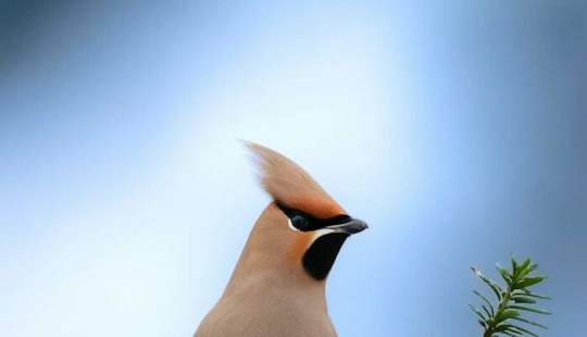 20 Fascinating Photos Bringing You Closer To Wildlife, Taken By This Finnish Photographer 20 Fascinating Photos Bringing You Closer To Wildlife, Taken By This Finnish Photographer