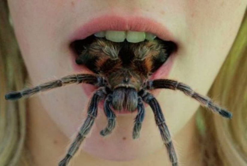 20 foto con una araña enorme, de la que arachnophobe horrorizarse 20 foto con una araña enorme, de la que arachnophobe horrorizarse