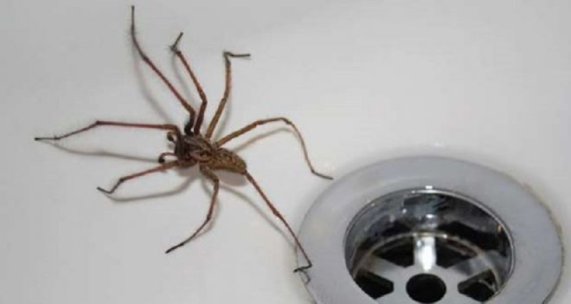 20 foto con una araña enorme, de la que arachnophobe horrorizarse 20 foto con una araña enorme, de la que arachnophobe horrorizarse