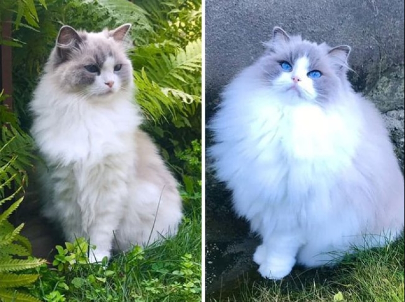 20 fotos que demuestran que los gatos no son siempre lindo y esponjoso