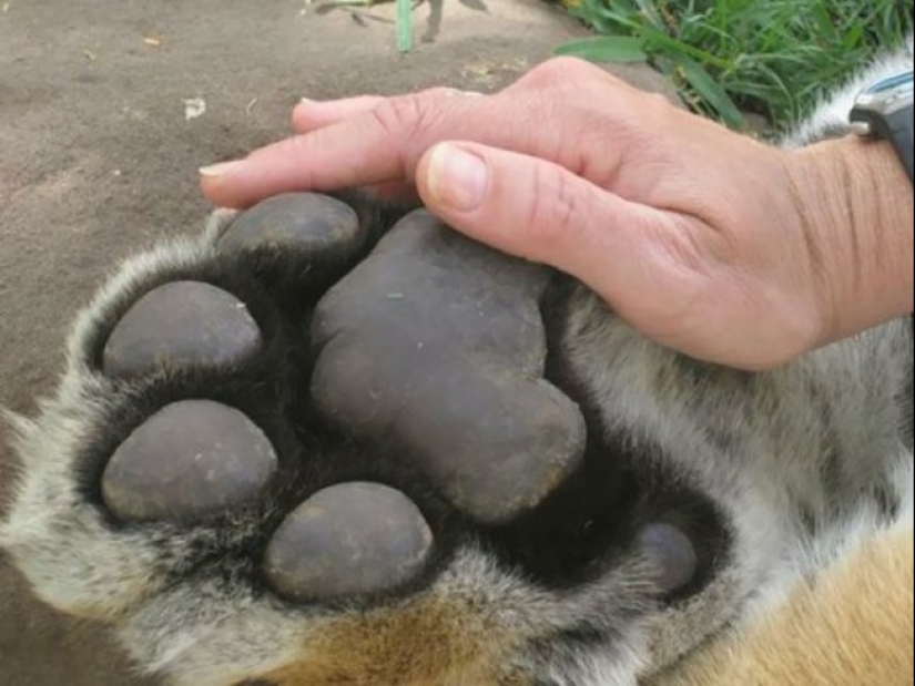 20 fotos que demuestran que los gatos no son siempre lindo y esponjoso