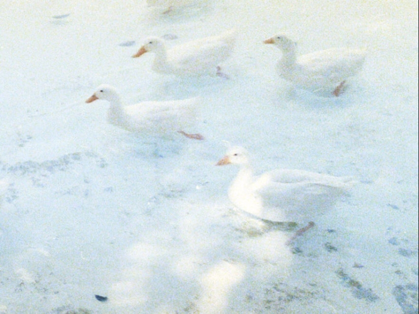 20 hermosas imágenes de “arte” que surgieron completamente por accidente