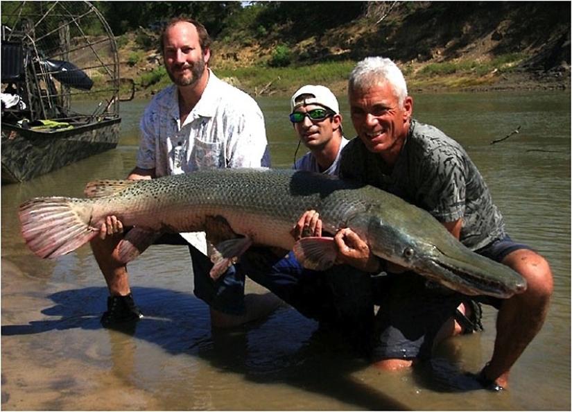 20 most amazing river monsters 20 most amazing river monsters