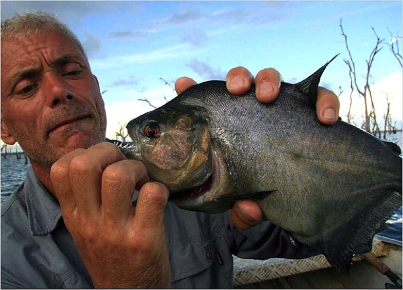 20 most amazing river monsters 20 most amazing river monsters